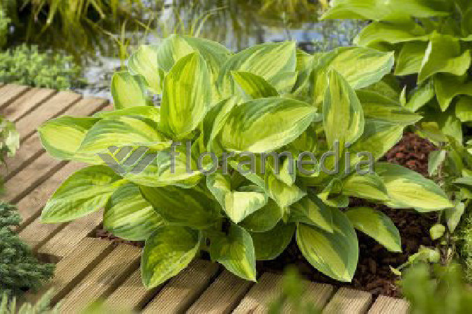 Funkia 'Night Before Christmas' | Hosta