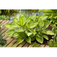 Funkia 'Night Before Christmas' | Hosta