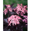 Bez czarny 'Black Beauty' (Gerda) | Sambucus nigra