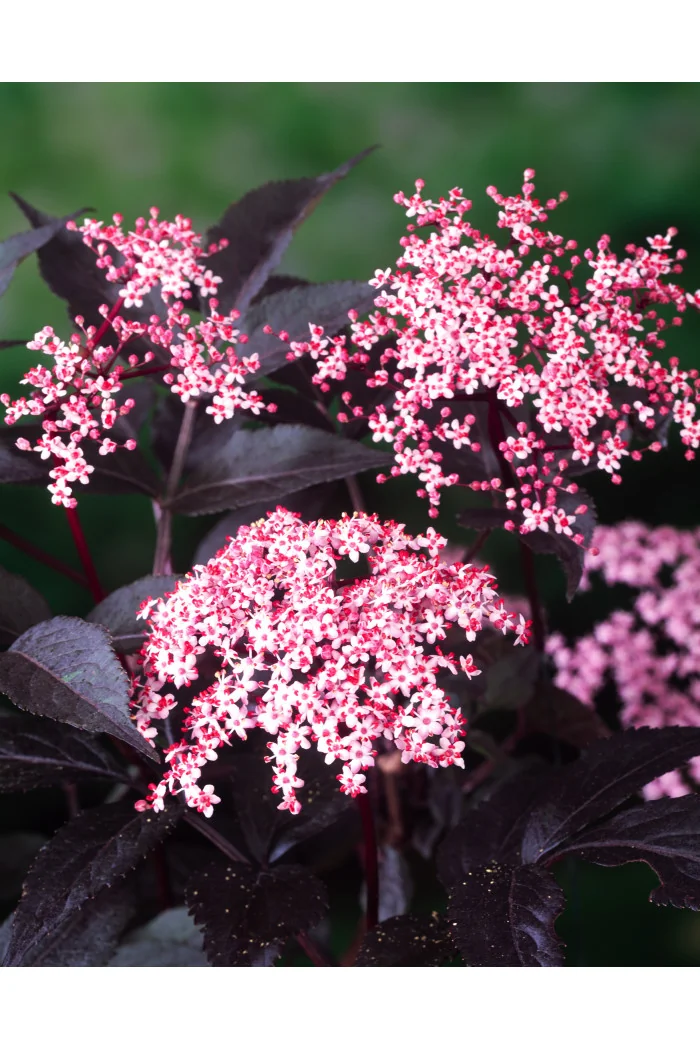 Bez czarny 'Black Beauty' (Gerda) | Sambucus nigra
