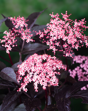 Bez czarny 'Black Beauty' (Gerda) | Sambucus nigra