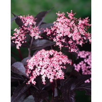 Bez czarny 'Black Beauty' (Gerda) | Sambucus nigra