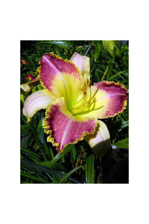Liliowiec 'Lotus Position' Hemerocallis
