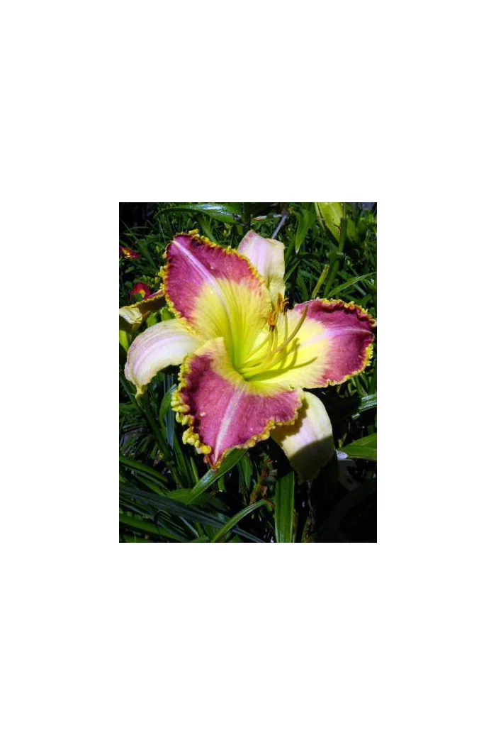 Liliowiec 'Lotus Position' Hemerocallis