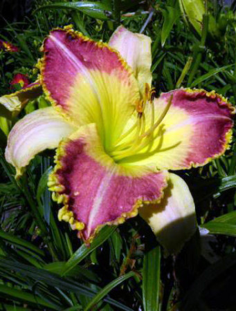 Liliowiec 'Lotus Position' Hemerocallis
