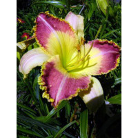 Liliowiec 'Lotus Position' Hemerocallis