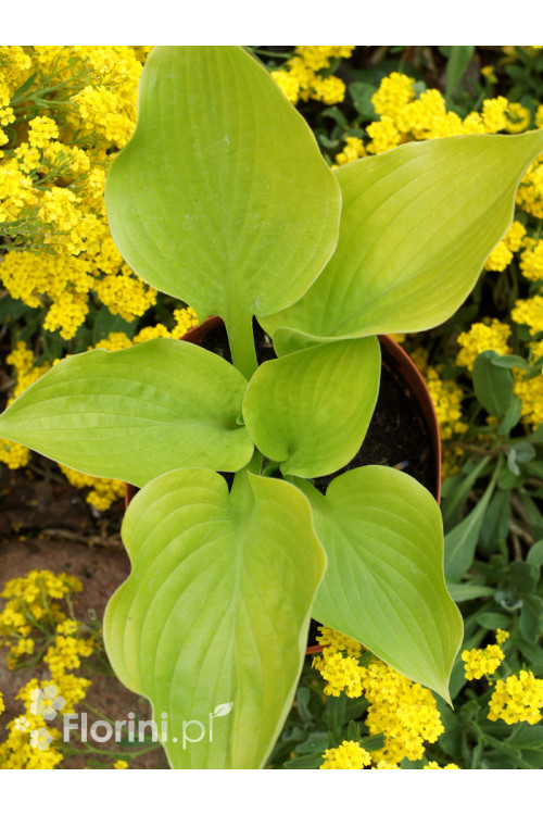 Funkia ogrodowa 'Age of Gold' Hosta