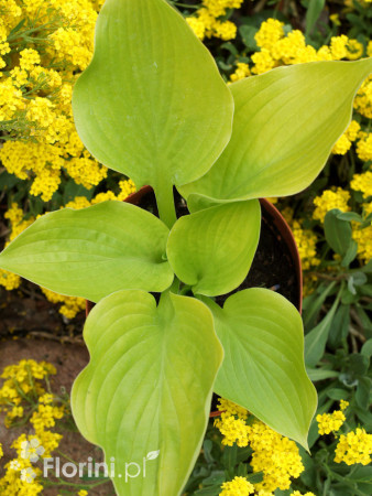 Funkia ogrodowa 'Age of Gold' Hosta