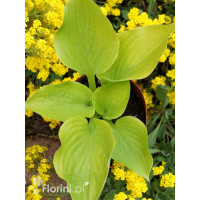Funkia ogrodowa 'Age of Gold' Hosta