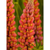 Łubin 'Tower Peach' Lupinus