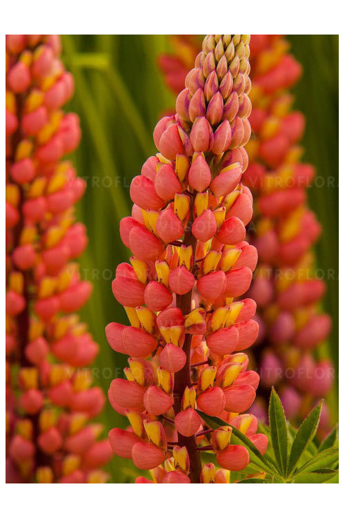 Łubin 'Tower Peach' Lupinus