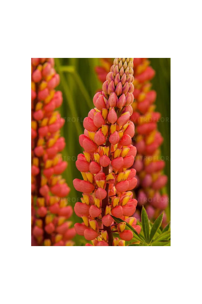 Łubin 'Tower Peach' Lupinus