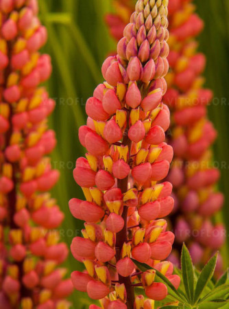Łubin 'Tower Peach' Lupinus