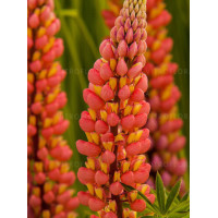 Łubin 'Tower Peach' Lupinus
