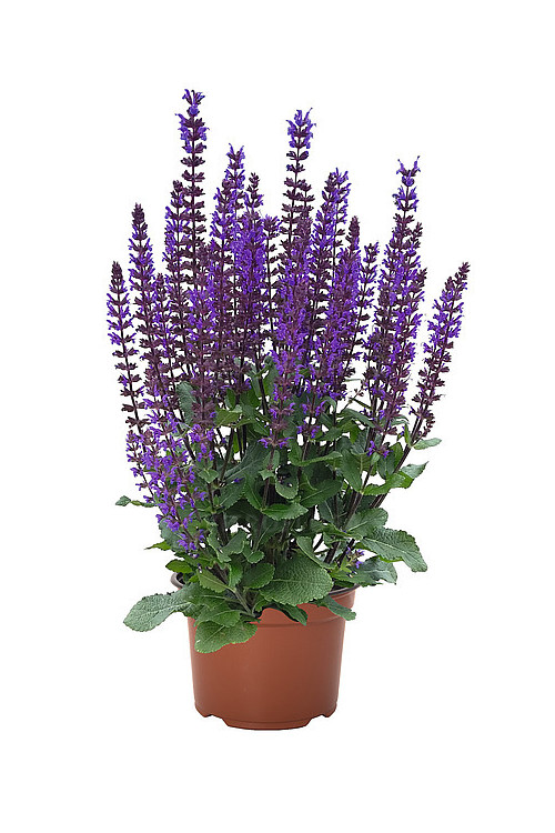 Szałwia omszona 'Midnight Purple' | Salvia nemorosa