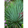 Juka Sapphire Skies Yucca rostrata