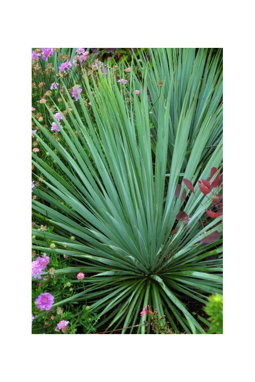 Juka Sapphire Skies Yucca rostrata