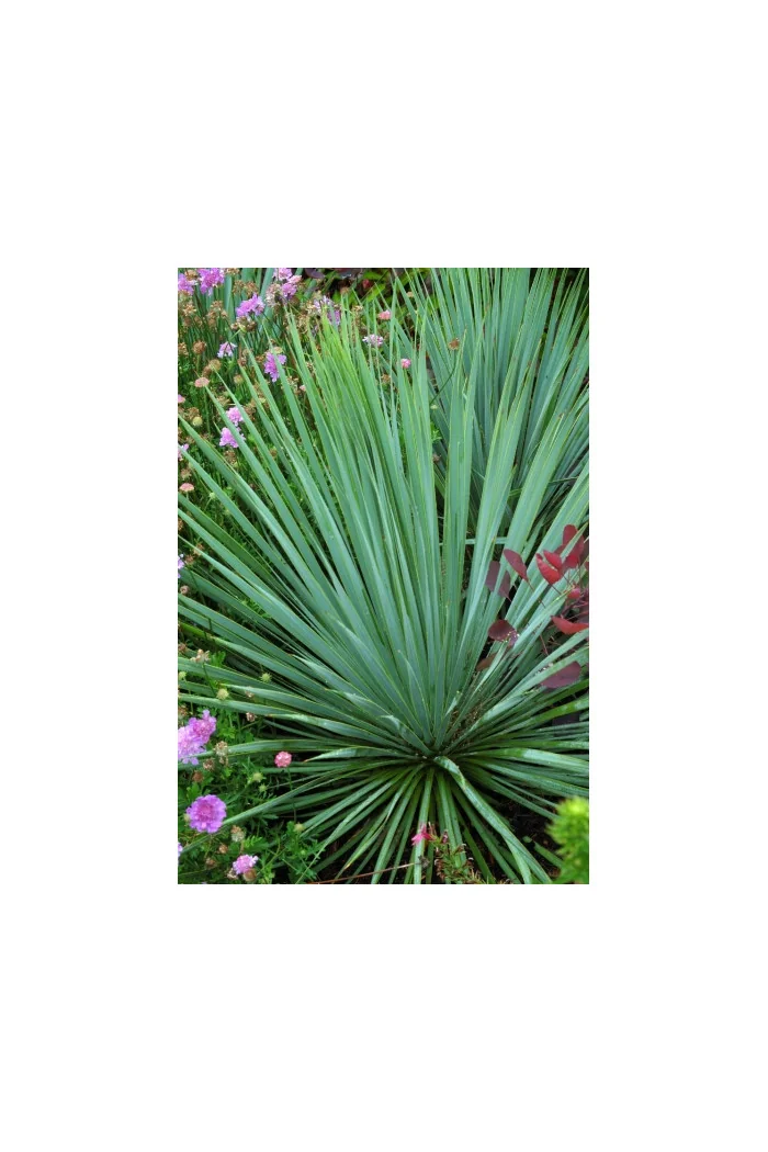 Juka Sapphire Skies Yucca rostrata