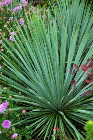 Juka Sapphire Skies Yucca rostrata