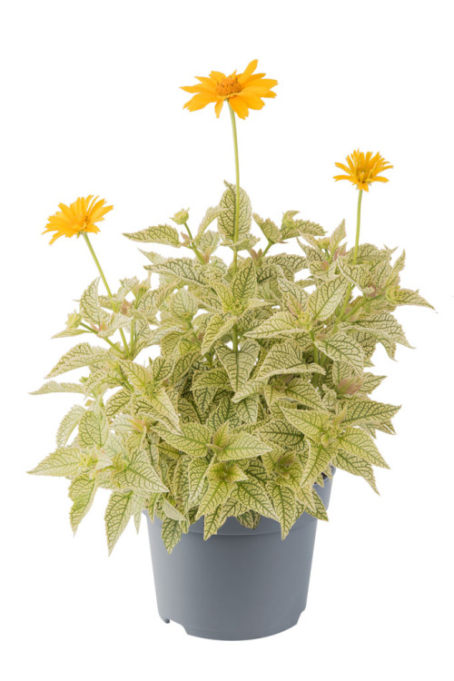 Słoneczniczek szorstki 'Solar Flare' | Heliopsis helianthoides