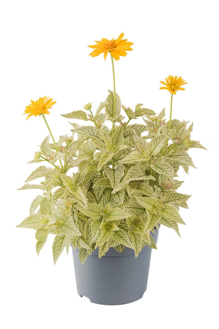 Słoneczniczek szorstki 'Solar Flare' | Heliopsis helianthoides