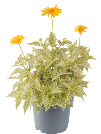 Słoneczniczek szorstki 'Solar Flare' | Heliopsis helianthoides