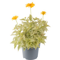 Słoneczniczek szorstki 'Solar Flare' | Heliopsis helianthoides