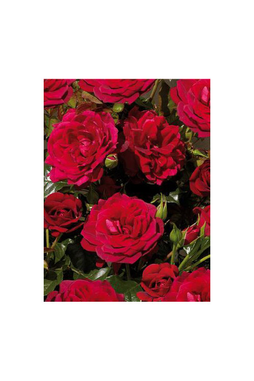 Róża 'Isla Castle' (rabatowa) | Rosa