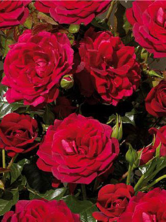 Róża 'Isla Castle' (rabatowa) | Rosa