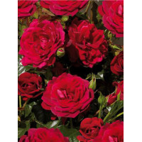 Róża 'Isla Castle' (rabatowa) | Rosa