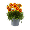Nachyłek wielkokwiatowy 'UpTick Gold and Bronze' | Coreopsis grandiflora