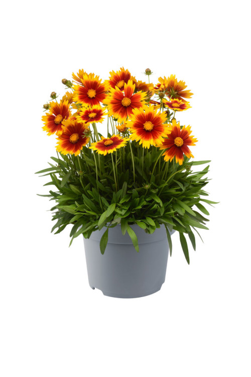 Nachyłek wielkokwiatowy 'UpTick Gold and Bronze' | Coreopsis grandiflora
