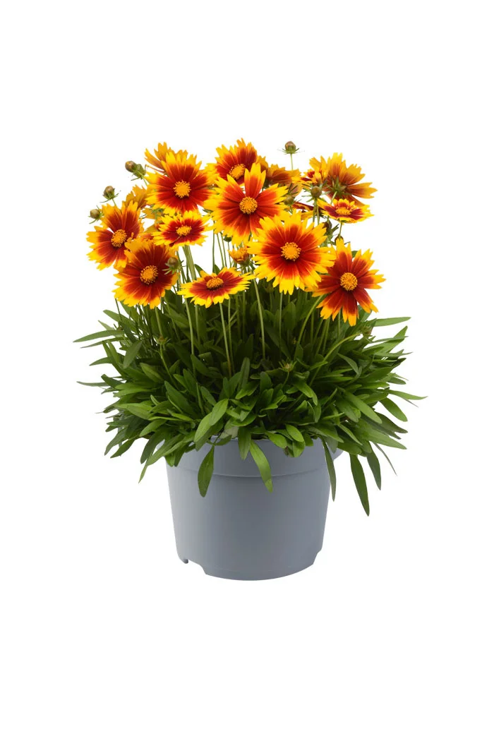 Nachyłek wielkokwiatowy 'UpTick Gold and Bronze' | Coreopsis grandiflora