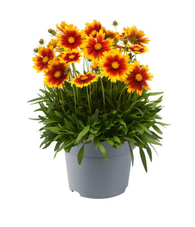 Nachyłek wielkokwiatowy 'UpTick Gold and Bronze' | Coreopsis grandiflora