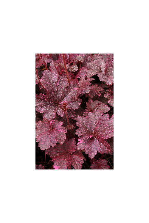 Żurawka 'Midnight Rose Select' Heuchera