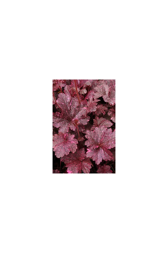 Żurawka 'Midnight Rose Select' Heuchera