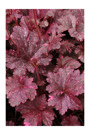 Żurawka 'Midnight Rose Select' Heuchera