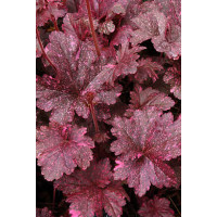 Żurawka 'Midnight Rose Select' Heuchera