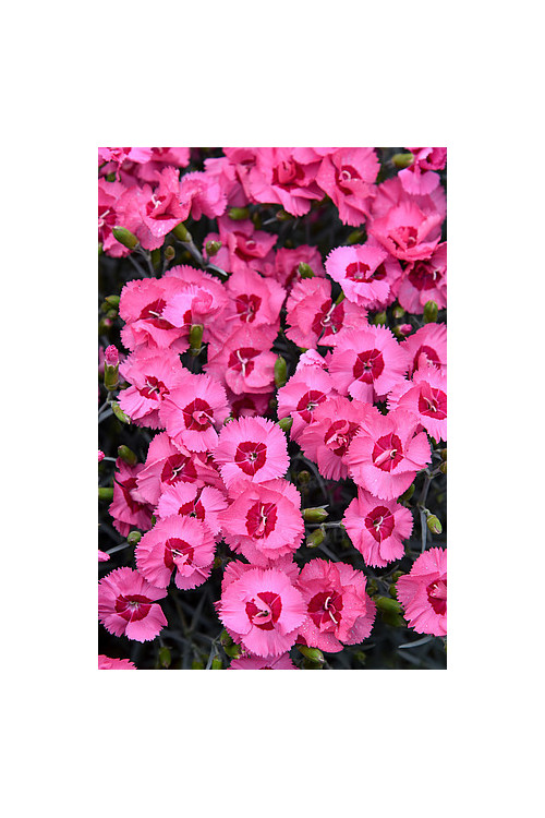 Goździk postrzępiony 'Angel of Hope' Dianthus plumarius