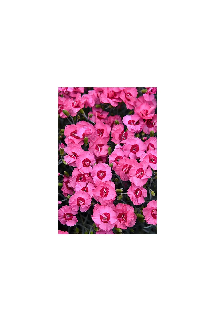 Goździk postrzępiony 'Angel of Hope' Dianthus plumarius