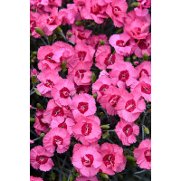 Goździk postrzępiony 'Angel of Hope' Dianthus plumarius