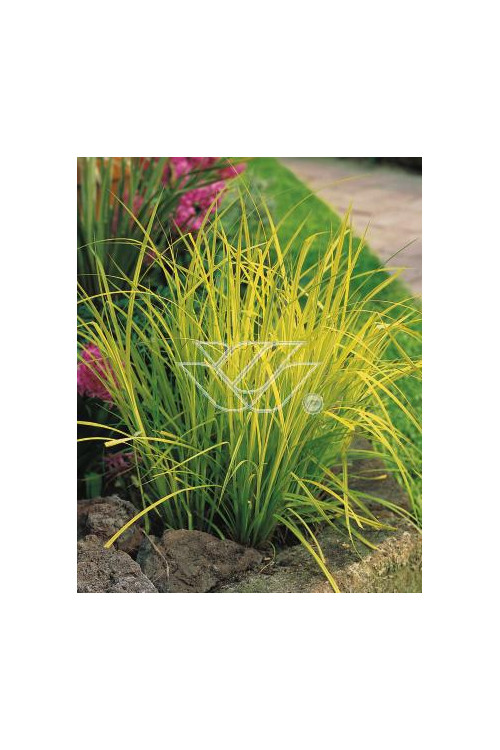 turzyca, turzyca morrowa, turzyca Silver Sceptre, carex