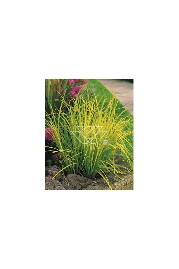 turzyca, turzyca morrowa, turzyca Silver Sceptre, carex