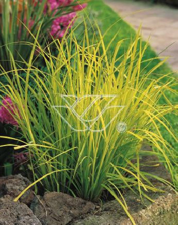 turzyca, turzyca morrowa, turzyca Silver Sceptre, carex