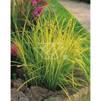 turzyca, turzyca morrowa, turzyca Silver Sceptre, carex