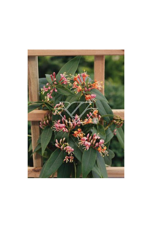 Wiciokrzew Henryi | Lonicera henryi