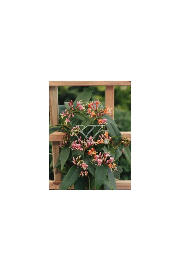 Wiciokrzew Henryi | Lonicera henryi