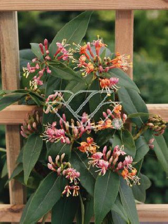 Wiciokrzew Henryi | Lonicera henryi