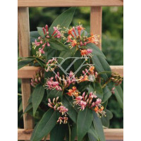 Wiciokrzew Henryi | Lonicera henryi