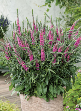 Przetacznik kłosowy ''Anniversary Rose' | Veronica spicata